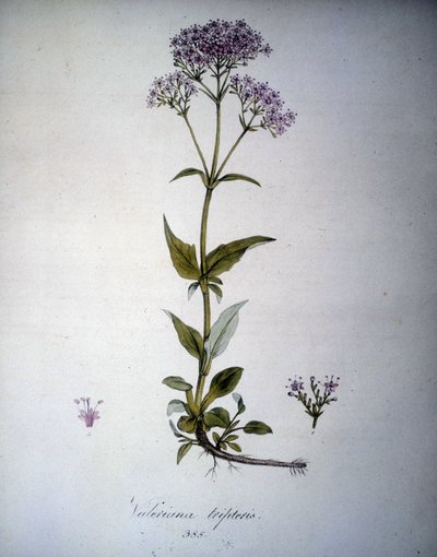 Valeriana mauve tai Valeriana tripteris. 1800-luvun herbaario. tekijältä Unknown artist