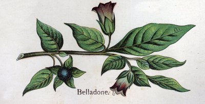 Venenous kasvitieteelliset kasvit: Belladonna. Friedrich Eduard Bilzin (1842-1922) kaiverrus tekstiin "Luonnollinen lääketiede" tekijältä Unknown artist