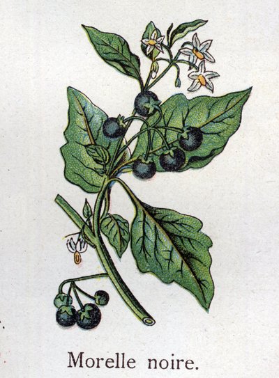 Venenous kasvitieteelliset kasvit: Black nightshade. Friedrich Eduard Bilzin (1842-1922) kaiverrus tekstiin "Luonnollinen lääketiede" tekijältä Unknown artist