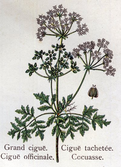 Myrkylliset kasvit: suuret, viralliset, tahrat ja cocasse. Friedrich Eduard Bilzin (1842-1922) kaiverrus "" La Medicine naturelle" -kirjaan tekijältä Unknown artist