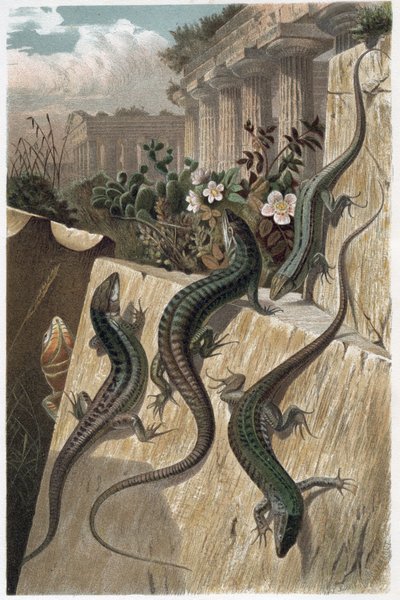 Wall Lizard - Tavallinen seinälisko (Podarcis muralis) - kaiverrus Alfred Edmund Brehmin (1829-1884) "Brehmin elämästä eläinten elämästä" tekijältä Unknown artist