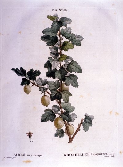 Valkoherukka tai makrilli: 1800-luvun kasvitieteellinen kartonki. tekijältä Unknown artist