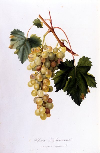 Valkoiset viinirypäleet. 1800-luvun kaiverrus. tekijältä Unknown artist