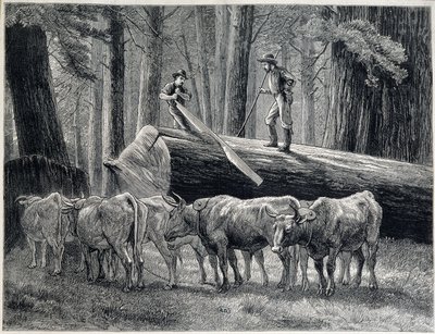 Puunleikkurit punapuumetsässä Kaliforniassa - kaiverrus tekijältä Unknown artist