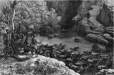 Zulouland Afrikassa: koska metsä ei tarjoa tarvittavia resursseja, Zulu-heimon on mentävä alas tasangoille, joissa he viljelevät ja kasvattavat karjaa. Kaiverrus "" La Nature"" tekijältä Unknown artist