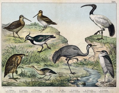 a: Mustakruunulauma (Nycticorax griseus), b: Tähtilintu (Ardetta minuta), c: Butorcendré (Botaurus stellaris), d: Buttercrane (Grus cinerea), e: Pyhä ibis (Ibis religiosa), f: Becasse (Scolopax rusticula), g: suo (Gallinago), h: harvinainen vaneau (Vanel) tekijältä Unknown artist