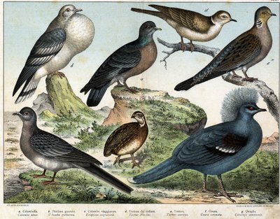 a: Kolumbian kyyhky (Columba oenas), b: Mongolian kyyhky (Columba gutturosa), c: Muuttolintu (Etopistes migratoria), d: Turkkikyyhky (Turtur risorius), e: Metsäkyyhky (Turtur auritus), f: Goura (Goura) kruunu), g: Vehnäviiriäinen (Quail common) - in "" tekijältä Unknown artist