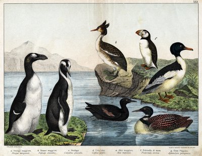 a: Harvinainen kultakala (Mergus merganser), b: Harillinen uura (Podiceps cristatus), c: Kuikka (Colimbus glacialis), d: Black Guillenot (Cephis grylle), suuri pingviini (Alca impennis), f: Puffin (Fratercula artica) ), g; Kuninkaallinen pingviini (Ptenody tekijältä Unknown artist