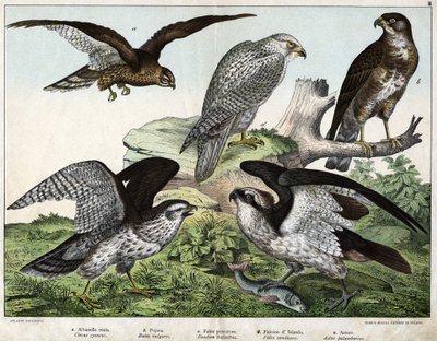 a: Kotka tai kuninkaallinen busard, b: suutin, c: kalastajahaukka, d: Islanninhaukka, e: ympärillä = astore - julkaisussa "Natural History of Birds", toim. Hoepli, Milano tekijältä Unknown artist