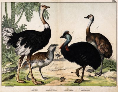 a: Grance bustard (Late Otis), b: Cassoar (Casarius galeatus), c: Afrikkalainen strutsi (Struthio camelus), d: Nandon (American Rhea) - Teoksessa “” Natural History of Oideals”, toim. Hoepli, Milano tekijältä Unknown artist