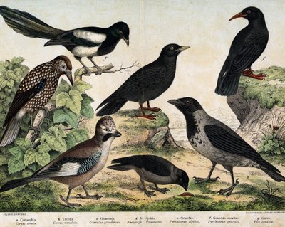 a: Manttelivaris (Corvus Crow), b: Versot (Corvus monedula), c: Kanaalinärki (Garrulus glaudarius), d: Täplikäs vuoka (Nucifraga caryocatactes), e: Keltainen suklaa (Pyrrohocorax alpinus), f: Punainen -lasku (Pyrrhocorracorracorracorrax) x gracu tekijältä Unknown artist
