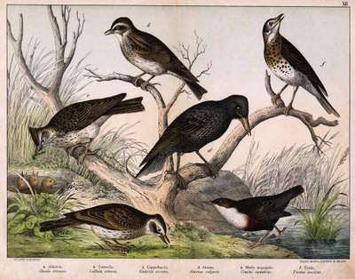 a: Pohjoinen kiuru (Lark arvensis), b: Lulu kiuru (Lullula arborea), c: Cappellaccia (Galerita cristata), d: Sansonnet kottarainen (Sturnus vulgaris), e: ankka (Cinclus aquaticus), f: sammas (Turdus musicus) - julkaisussa "Lintujen luonnonhistoria", toim.  tekijältä Unknown artist