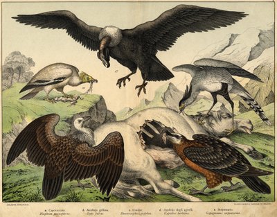 a: Percnopterus (Neophron percnopterus), b: Griffon korppikotka (Gyps fulvus), c: Condor (Sarcoramphus gryphus), d: Karitsakorppikotka (Gypaëtus barbatus), e: Käärme (Gypogeranus serpentarius) - lintujen luonnonhistoriassa toim. Hoepli, Milano tekijältä Unknown artist