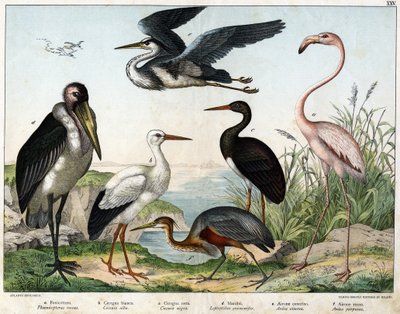 a: Phenicopterer tai Flamingo (Phoenicopterus roseus), b: Valkohaikara (Ciconia alba), c: Musta haikara (Ciconia migra), d: Marabout (Leptoptilus crumenifer), e: Valkohaikara (Ardea cinerea), f: Punahaikara ( Ardea purpurea) - "Lintujen luonnonhistoriassa" tekijältä Unknown artist