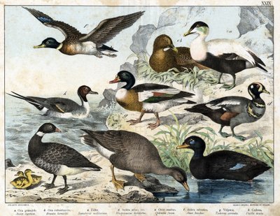 a: Siemenhanhi (Asner segetum), b: Brant (Branta bernicla), c: Haahka (Somateria mollissima), d: Harlequin Duck (Histrionicus torquatus), e: Musta Ankka (Oidemia fusca), f: Sinisorsa (Anas boschas) ) ), g: Belon