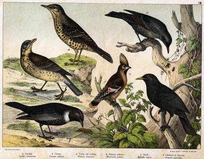 a: Sammas (Turdus viscivorus), b: Sammas (Turdus pilaris), c: Mustarastas (Merula torquata), d: Mustarastas (Monticola cyanus), e: Mustarastas (Merula nigra), f: Bohemian de chatterer (Ampelis garulus) - julkaisussa "Natural History of Birds", toim. Hoepli tekijältä Unknown artist