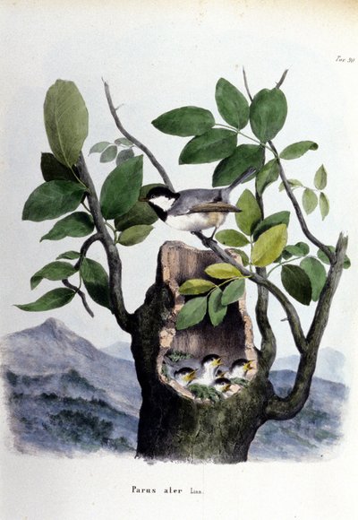 Lauta, joka edustaa tavallista lintua (tai varpusta) lähellä sen pesää. tekijältä Unknown artist