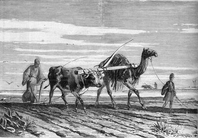 Maatalous Egyptissä: lehmän ja kamelin vetämä aura. Kaiverrus "" Le Monde Illustré" -julkaisussa nro 1316, 17. kesäkuuta 1882. tekijältä Unknown artist