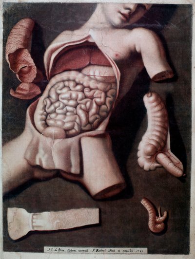 Anatominen taulu, joka edustaa ihmisen vatsan sisäpuolta: suolet, vatsa. 1742. Yksityinen kokoelma tekijältä Unknown artist