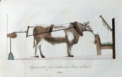 Laite härkien totuttamiseen siimaan. Levy otettu lehdestä "" Journal of Agriculture, Arts and Technics "" (Revue d