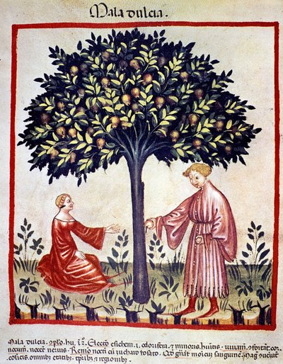 Omenoiden poiminta. Valaistus lääketieteen ja dietetiikan lypsystä "" Tacuinum sanitatis"" tekijältä Unknown artist