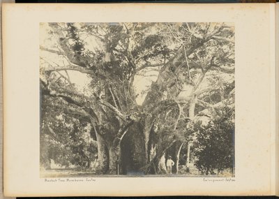 Baobab-puu. Mombassa. tekijältä Unknown artist