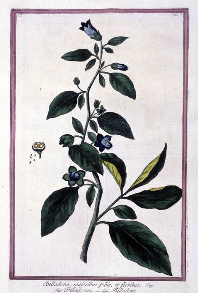 Belladonna, kukkia ja marjoja. Lääketieteessä käytetty myrkyllinen kasvi. Kaiverrus 1800-luvun herbarion jälkeen. tekijältä Unknown artist