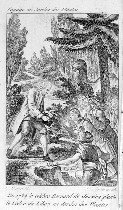 Bernard de Jussieu, ranskalainen kasvitieteilijä (1699-1777) istuttaa setrin Libanonista Pariisin kasvipuutarhaan tekijältä Unknown artist