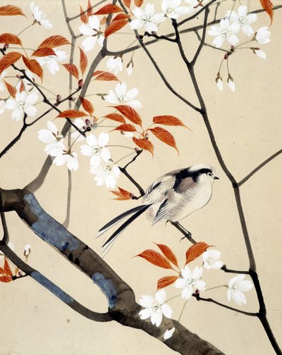 Lintu ja kirsikkapuu kukkivat - Riou Chimin japanilainen piirros, 1800-luvun loppu tekijältä Unknown artist