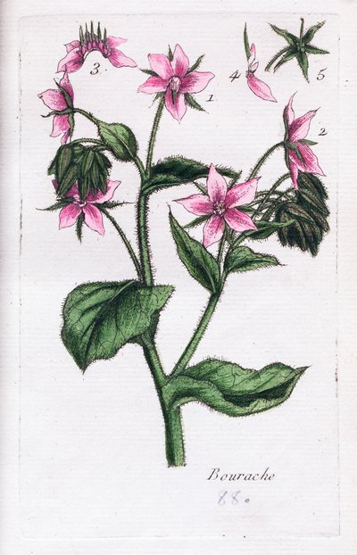 Borage tekijältä Unknown artist