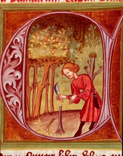 Kasvitieteellinen: puutarhuri, joka harjoittelee elinsiirtoa. Pietro de Crescenzin (Crescens Stone) (1233-1320) Pietro de Crescenzin (1233-1320) 1300-luvun Praha, Kansalliskirjaston pienoismalli "Rustikaaninen eli kirja maasta ja maaseutuvoitoista" (Rerum  tekijältä Unknown artist