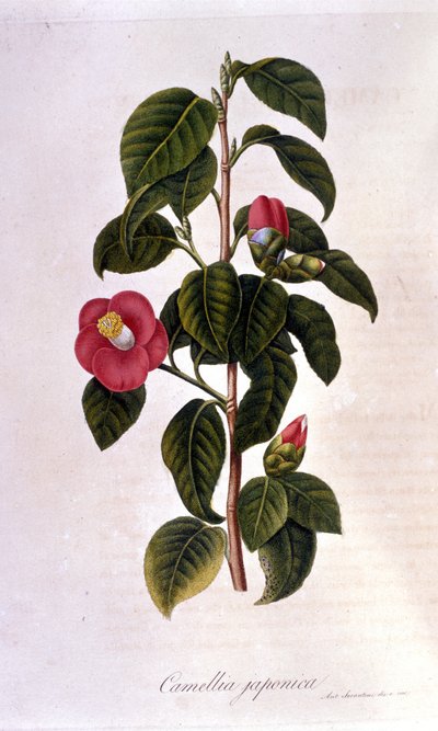 Kasvitieteellinen taulu: Camelia Japanista. 1800-luvun kaiverrus tekijältä Unknown artist