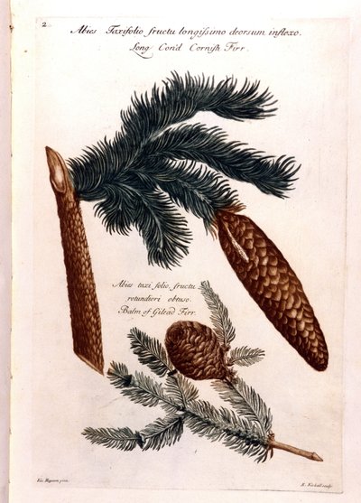 Kasvitieteellinen lauta: käpy ja oksa. 1700-luvulla. tekijältä Unknown artist