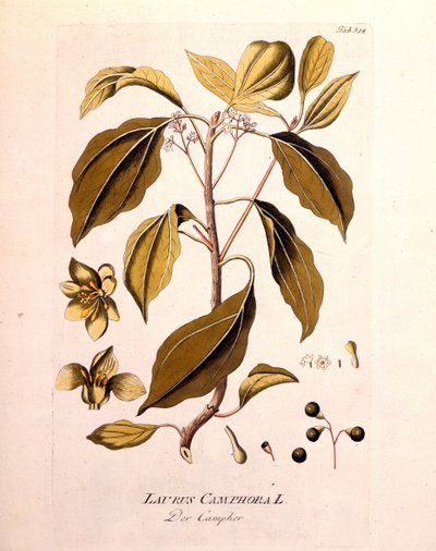 Kasvitieteellinen levy: kamferi (Laurus Camphora). Joseph Jacob von Plenck, itävaltalainen lääkäri ja kasvitieteilijä (1738-1807), Wien 1791, kaiverrus "" da Icons Plantarum medicineium" -kirjaan. tekijältä Unknown artist