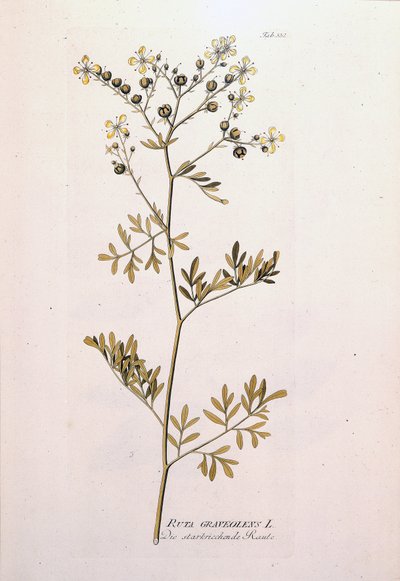 Kasvitieteellinen lauta: rue officinale (Ruta graveolens). J. J. Plenckin teoksessa "Lääkekasvien kuvakkeet", Wien, Itävalta tekijältä Unknown artist