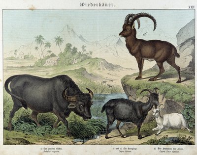 Buffalo, vuohi, vuohi ja metsikuuri - julkaisussa "Nisäkkäiden luonnonhistoria", toim. Schreiber tekijältä Unknown artist