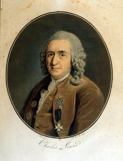 Carl Von Linné ruotsalainen luonnontieteilijä ja kirjailija (1707 - 1778) tekijältä Unknown artist