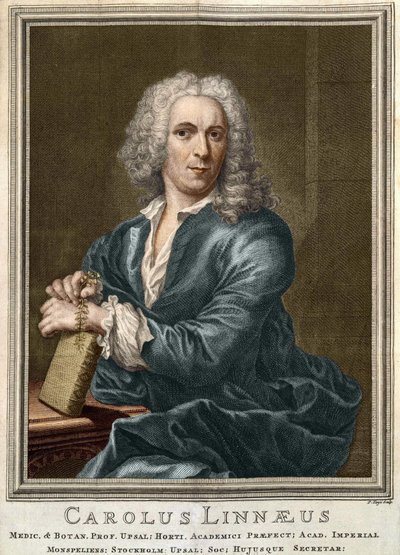 Carl Von Linné ruotsalainen luonnontieteilijä ja kirjailija (1707 - 1778) tekijältä Unknown artist