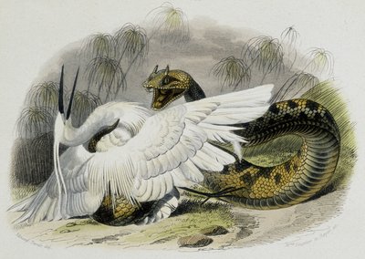 Ceraste (kyykäärmeen perheen käärme) hakkaa lintua. 1800-luvun kaiverrus ranskalaisen luonnontieteilijän Lacepeden (1756-1709) piirroksesta. tekijältä Unknown artist