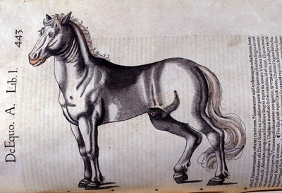Cheval. teoksessa Historia Animalium, kirjoittanut Conrad Gesner (1516 - 1565), Tiguri tekijältä Unknown artist