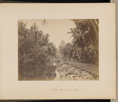 Kaakaopähkinäpuutarha lähellä Gallea, Ceylon tekijältä Unknown artist