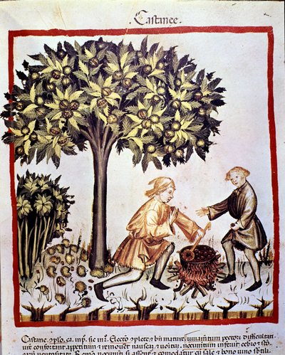 Kastanjoiden keräys ja valmistus syksyllä. Valaistus lääketieteen ja dietetiikan lypsystä "" Tacuinum sanitatis"" tekijältä Unknown artist