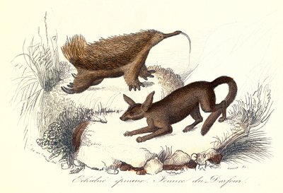 "Buffonin kokonaisteokset: Kotieläimet: piikkihaikara ja derfourin fennec (kaiverrus)". tekijältä Unknown artist
