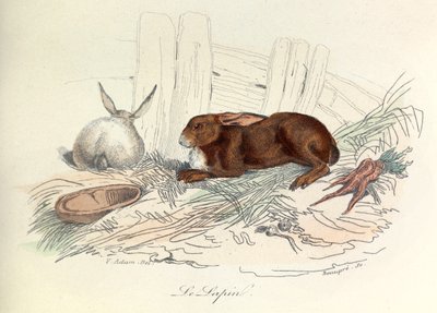 "Completes de Buffon", jossa on Linneenen nimikkeistö ja Cuvierin luokitus: Les animaux: Le jänis (kaiverrus) tekijältä Unknown artist