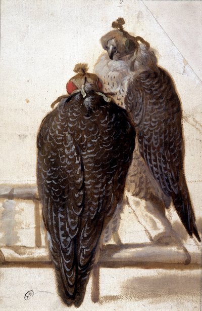 Pari haukkaa. 1700-luvun piirustus. tekijältä Unknown artist