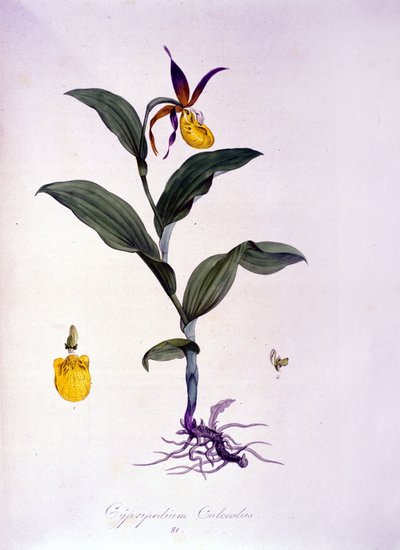 Cypripedium calceolus: orkideatyyppi. tekijältä Unknown artist