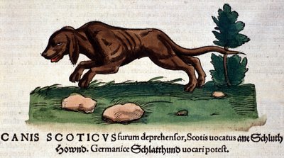 Koira Historia Animaliumista, kirjoittanut Conrad Gesner, Tiguri 1560. Biblioteca nazionale Braidense. Milano tekijältä Unknown artist