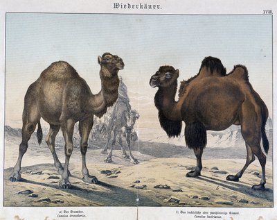 Dromedaari ja kameli - julkaisussa ”Nisäkkäiden luonnonhistoria”, toim. Shreiber, München tekijältä Unknown artist