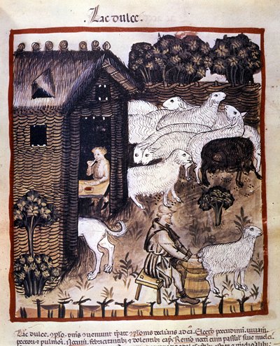 Maataloustyöt: lampaiden lypsäminen maidon ja juuston tuottamiseksi. Valaistus lääketieteen ja dietetiikan lypsystä "" Tacuinum sanitatis"" tekijältä Unknown artist