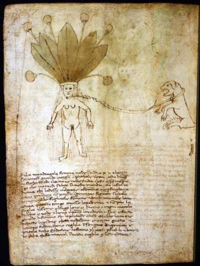 Naarasmandrake, uutettu 1300-luvun yrtistä. tekijältä Unknown artist